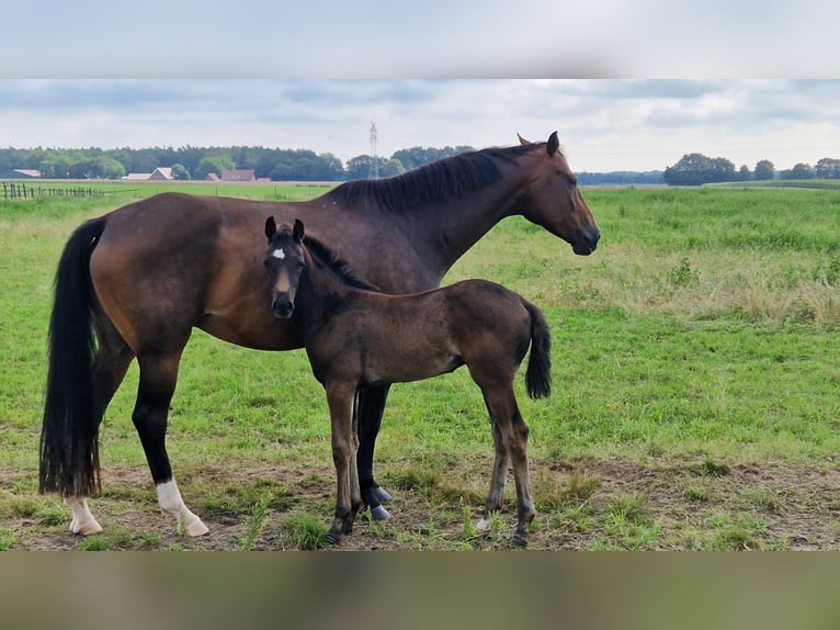 Oldenbourg Jument 2 Ans 169 cm Bai brun in Lindern (Oldenburg)