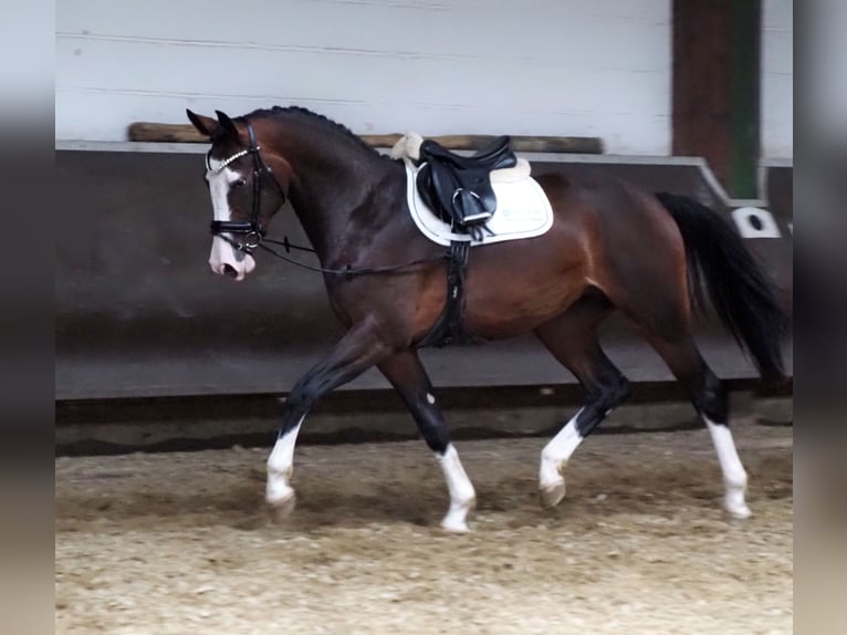 Oldenbourg Jument 2 Ans 169 cm Bai brun in Bramsche