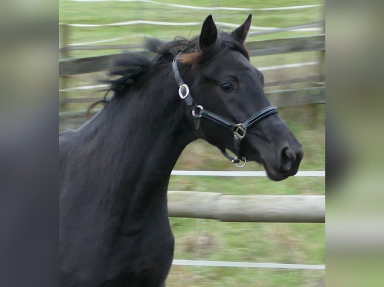 Oldenbourg Jument 2 Ans 169 cm Noir in Greifenstein