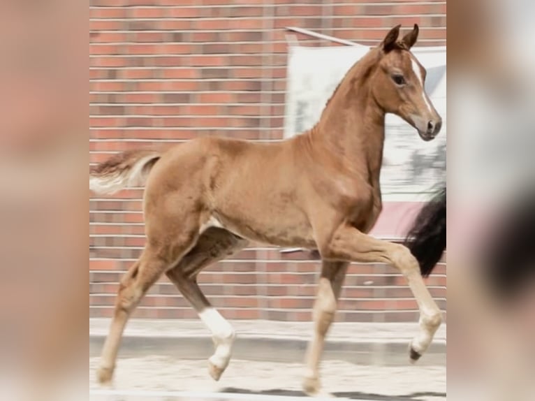 Oldenbourg Jument 2 Ans 170 cm Alezan in GroßenknetenGroßenkneten