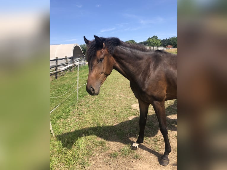 Oldenbourg Jument 2 Ans 170 cm Bai brun in Hiddenhausen