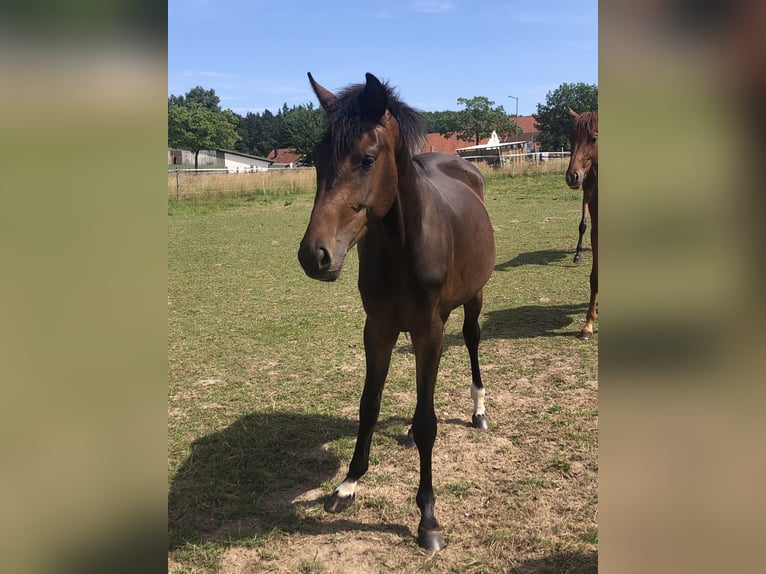 Oldenbourg Jument 2 Ans 170 cm Bai brun in Hiddenhausen