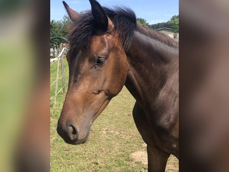 Oldenbourg Jument 2 Ans 170 cm Bai brun in Hiddenhausen