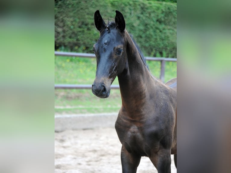 Oldenbourg Jument 2 Ans 170 cm Bai brun foncé in Emmerthal