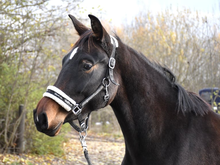 Oldenbourg Jument 2 Ans 170 cm Bai brun foncé in Gotha