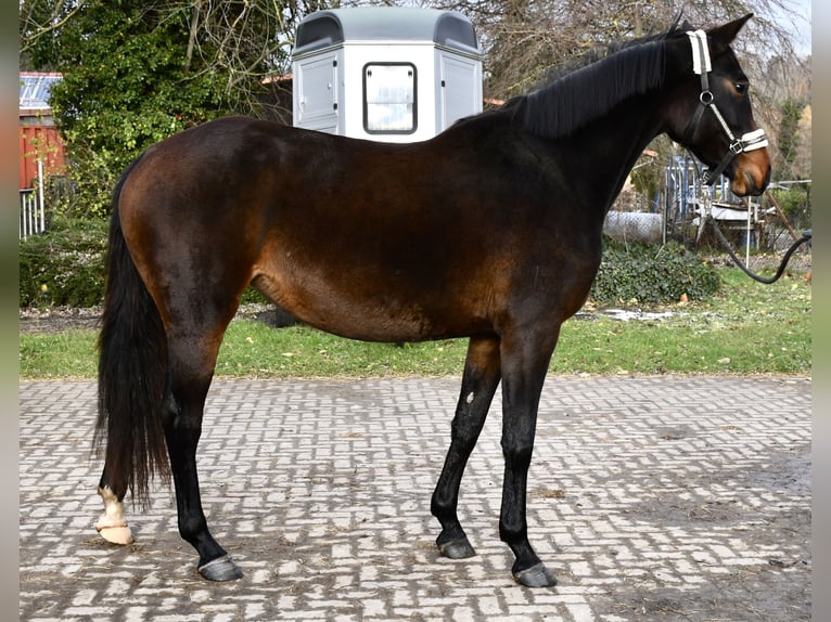 Oldenbourg Jument 2 Ans 170 cm Bai brun foncé in Gotha