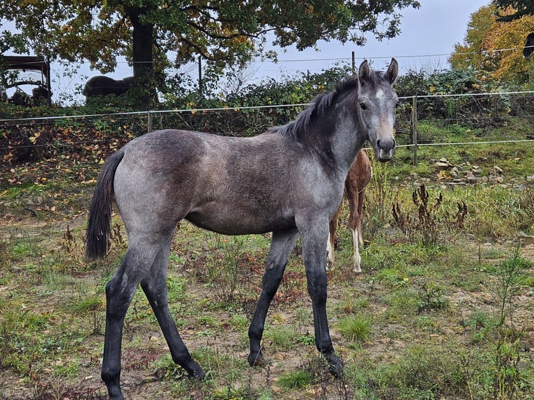 Oldenbourg Jument 2 Ans 170 cm Gris in Carlsberg