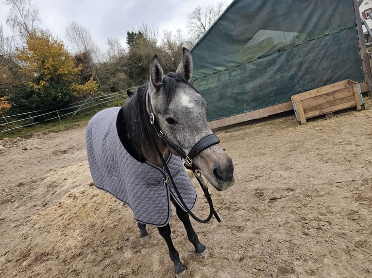 Oldenbourg Jument 2 Ans 170 cm Gris in Carlsberg