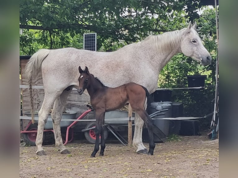 Oldenbourg Jument 2 Ans 170 cm Gris in Carlsberg