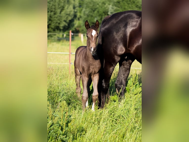 Oldenbourg Jument 2 Ans 170 cm Noir in Groß Roge