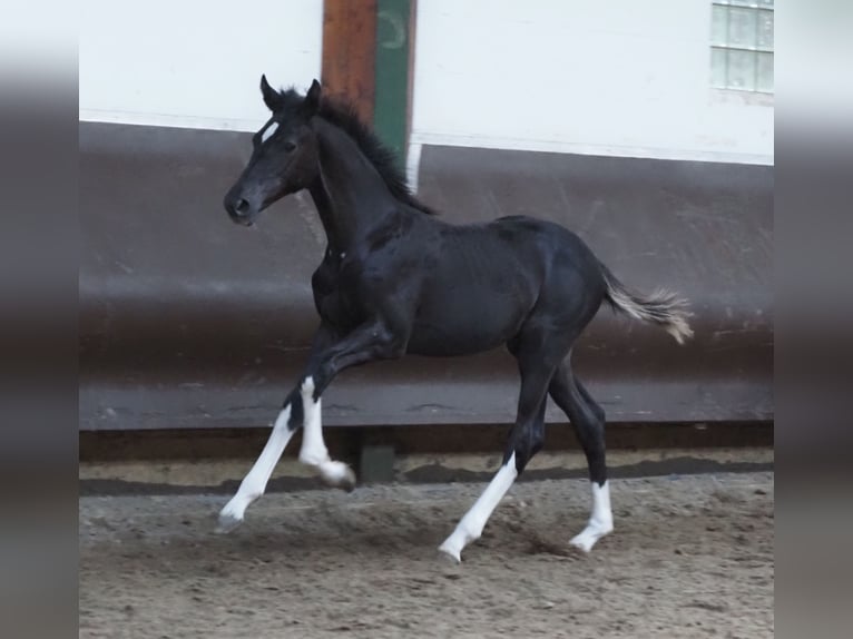 Oldenbourg Jument 2 Ans 170 cm Noir in Bramsche