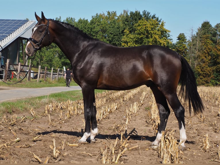 Oldenbourg Jument 2 Ans 170 cm Noir in Bramsche