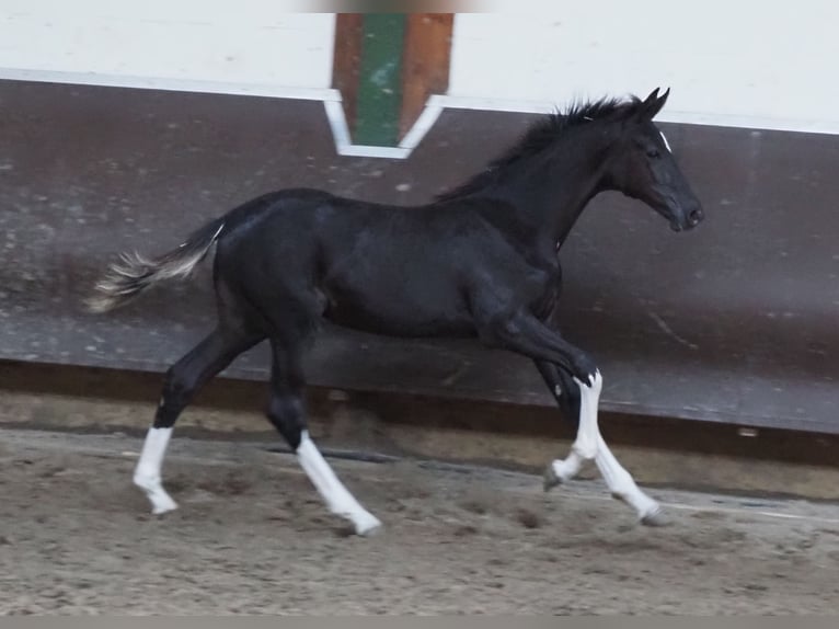 Oldenbourg Jument 2 Ans 170 cm Noir in Bramsche