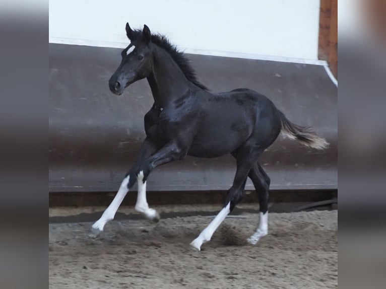 Oldenbourg Jument 2 Ans 170 cm Noir in Bramsche