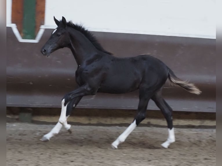 Oldenbourg Jument 2 Ans 170 cm Noir in Bramsche