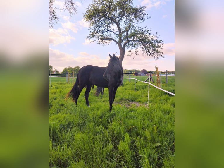 Oldenbourg Jument 2 Ans 172 cm Bai brun in Cappeln (Oldenburg)