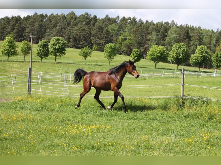 Oldenbourg Jument 2 Ans 172 cm Bai brun in Trockenborn