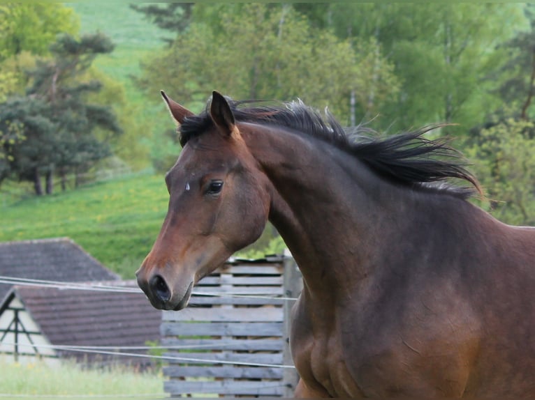 Oldenbourg Jument 2 Ans 172 cm Bai brun in Trockenborn