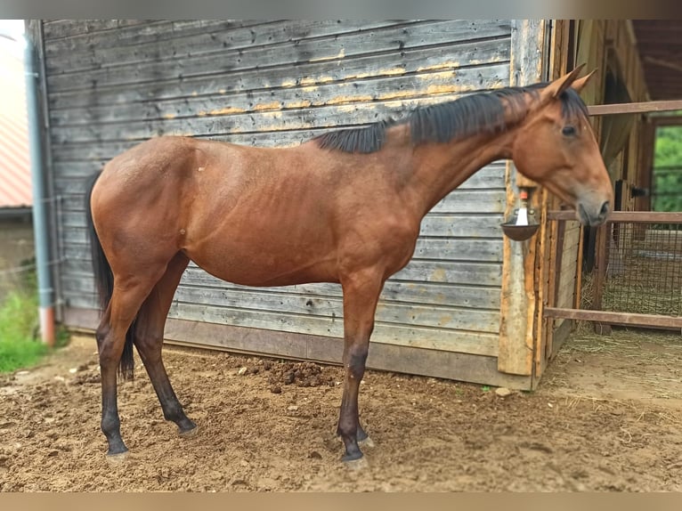 Oldenbourg Jument 2 Ans 172 cm Bai in Dietfurt an der Altmühl