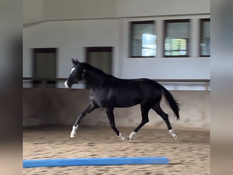 Oldenbourg Jument 2 Ans 172 cm Noir in Bad F&#xFC;ssing