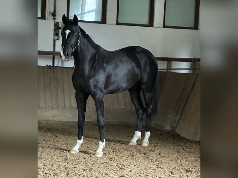 Oldenbourg Jument 2 Ans 172 cm Noir in Bad F&#xFC;ssing