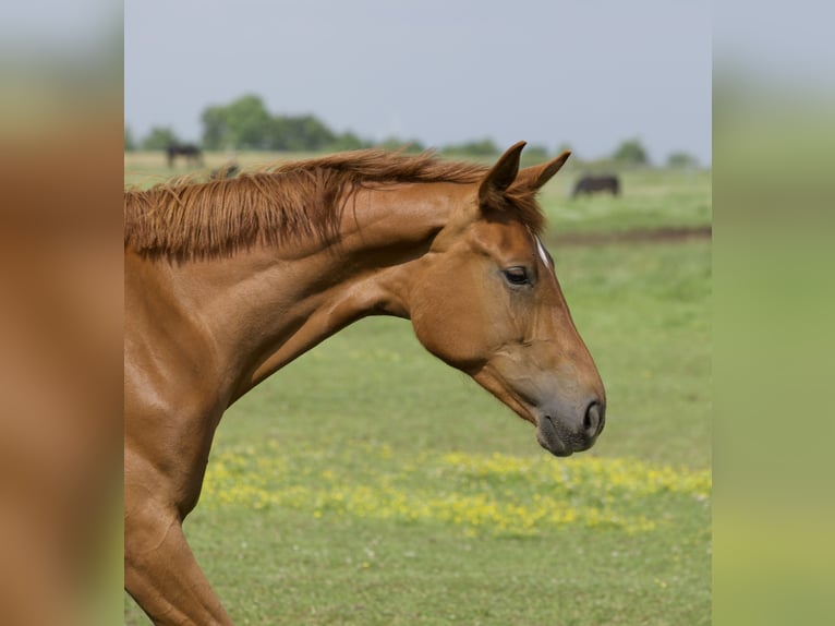 Oldenbourg Jument 2 Ans 173 cm Alezan in Belgern