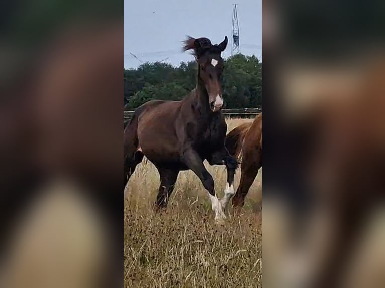 Oldenbourg Jument 2 Ans 173 cm Bai brun foncé in Wittmund