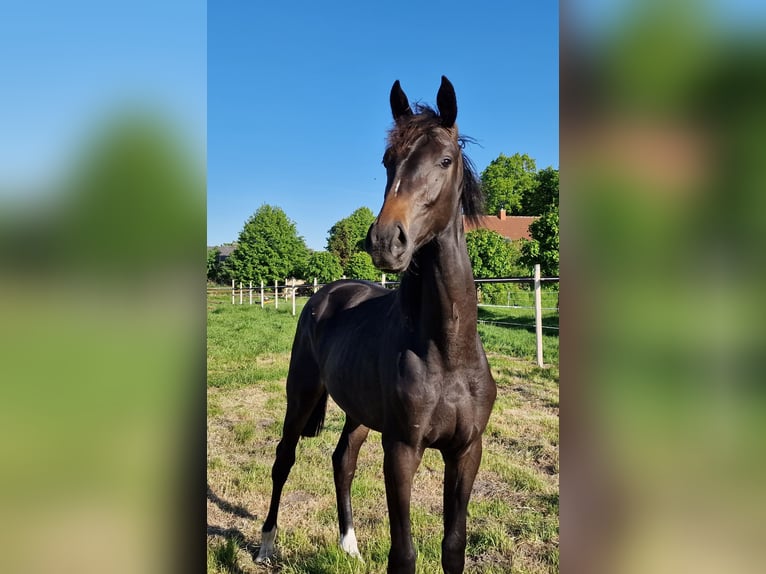 Oldenbourg Jument 2 Ans 173 cm Bai brun foncé in Wittmund