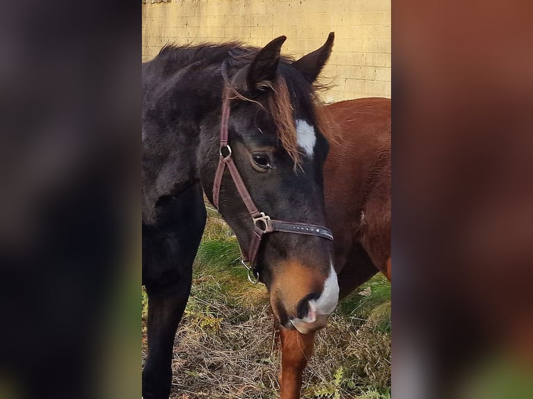 Oldenbourg Jument 2 Ans 173 cm Bai brun foncé in Wittmund