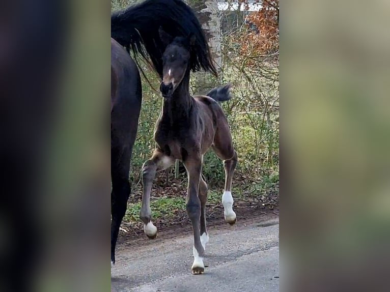 Oldenbourg Jument 2 Ans 173 cm Bai brun foncé in Wittmund