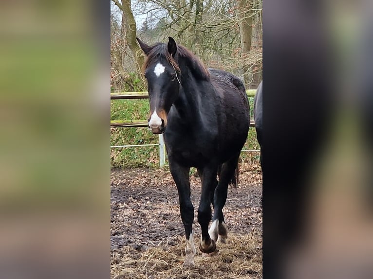 Oldenbourg Jument 2 Ans 173 cm Bai brun foncé in Wittmund