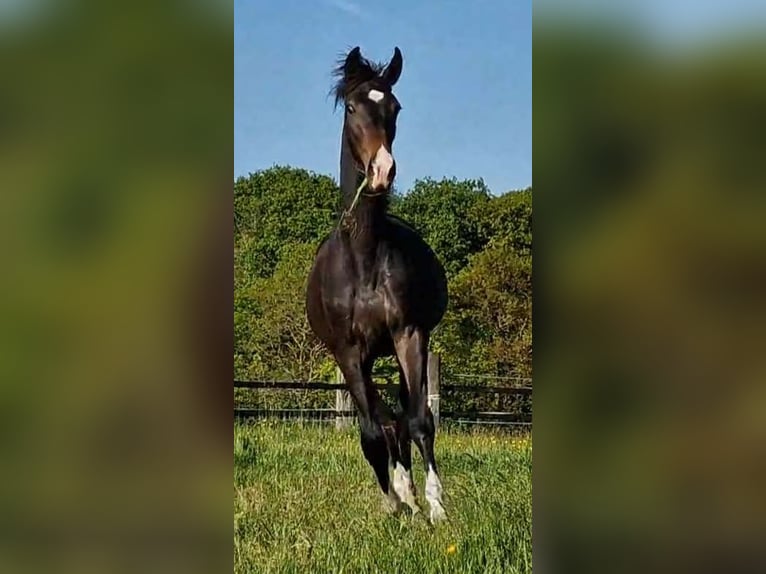 Oldenbourg Jument 2 Ans 173 cm Bai brun foncé in Wittmund