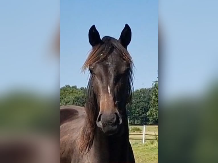 Oldenbourg Jument 2 Ans 173 cm Bai brun foncé in Wittmund