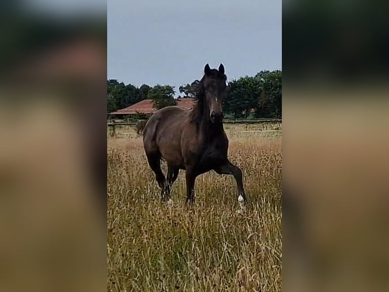 Oldenbourg Jument 2 Ans 173 cm Bai brun foncé in Wittmund