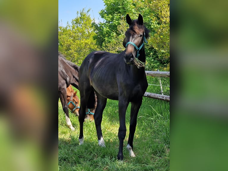 Oldenbourg Jument 2 Ans 173 cm Bai brun foncé in Wittmund