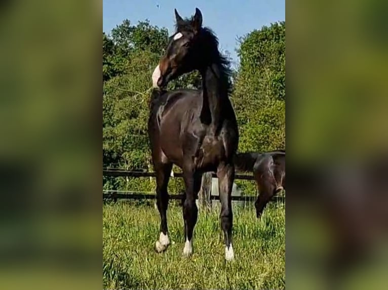 Oldenbourg Jument 2 Ans 173 cm Bai brun foncé in Wittmund