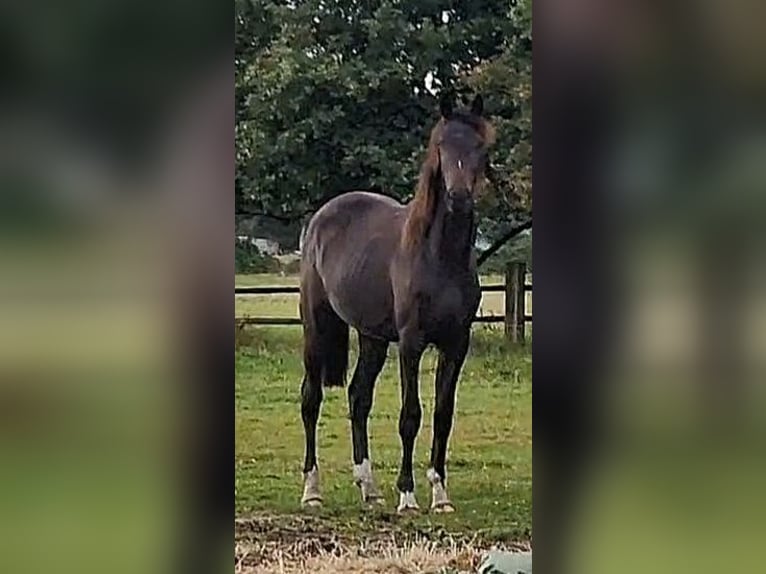 Oldenbourg Jument 2 Ans 173 cm Bai brun foncé in Wittmund