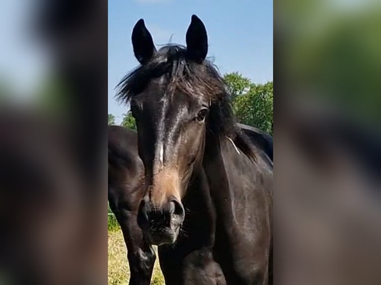 Oldenbourg Jument 2 Ans 173 cm Bai brun foncé in Wittmund