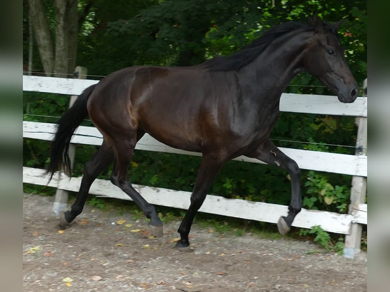 Oldenbourg Jument 2 Ans 174 cm Bai brun foncé in Greifenstein