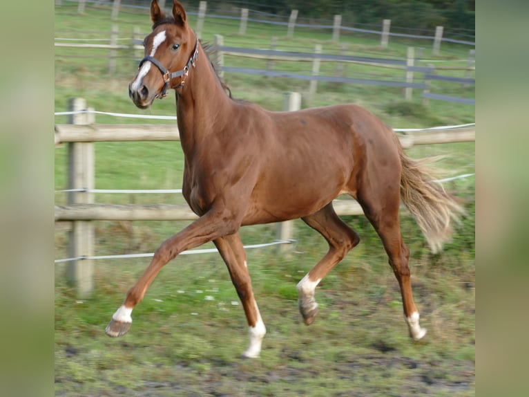 Oldenbourg Jument 2 Ans 175 cm Alezan brûlé in Greifenstein