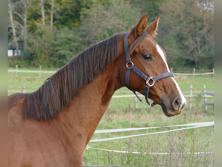 Oldenbourg Jument 2 Ans 175 cm Alezan brûlé in Greifenstein