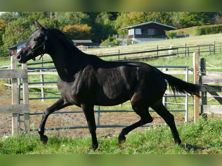 Oldenbourg Jument 2 Ans 175 cm Noir in Greifenstein