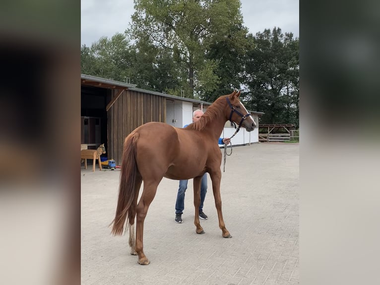 Oldenbourg Jument 2 Ans Alezan brûlé in Steinfeld