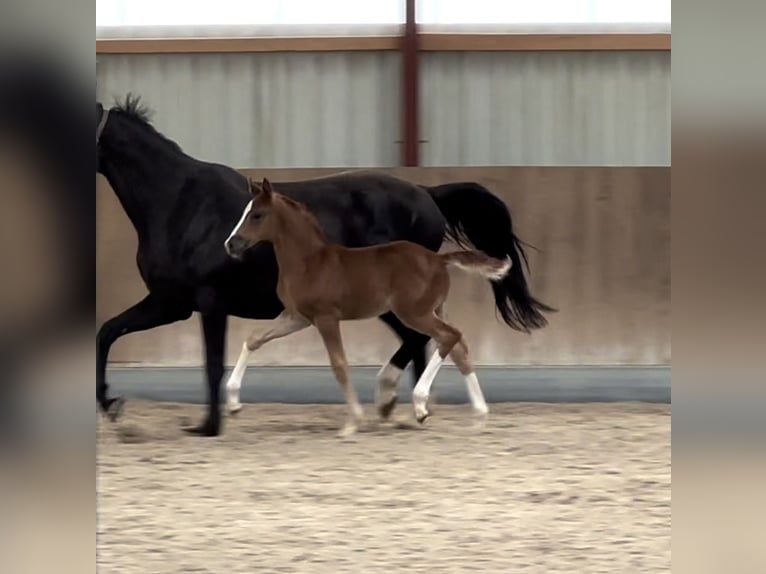 Oldenbourg Jument 2 Ans Alezan in Berg