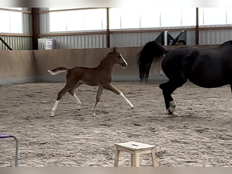 Oldenbourg Jument 2 Ans Alezan in Berg