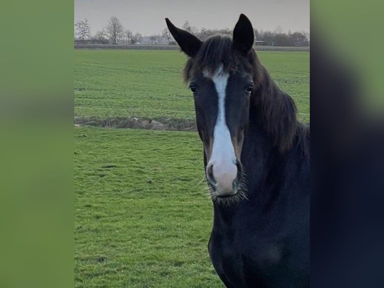 Oldenbourg Jument 2 Ans Bai brun in Upgant-Schott