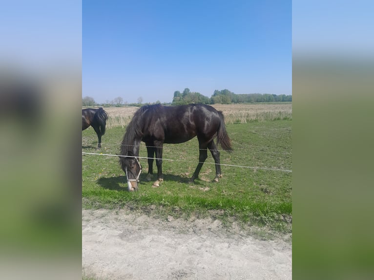 Oldenbourg Jument 2 Ans Bai brun in Upgant-Schott