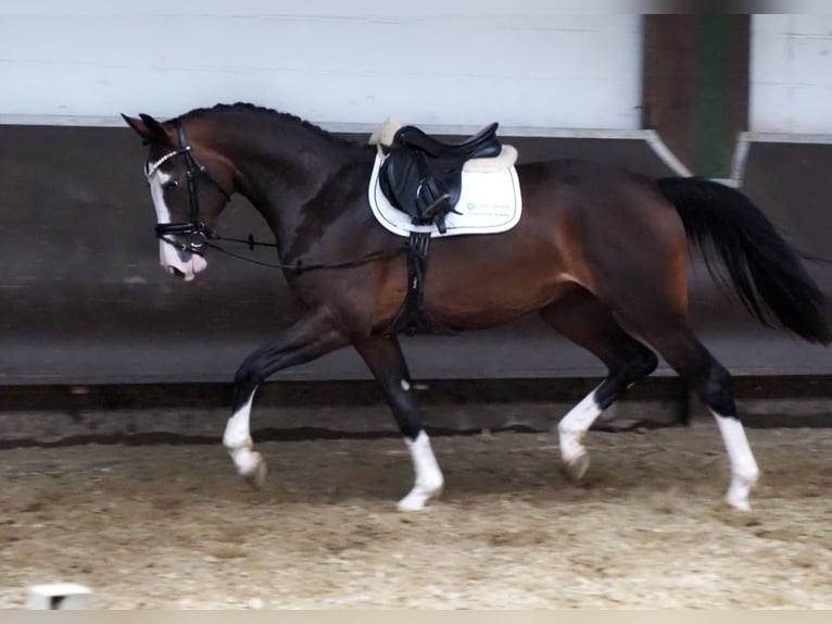 Oldenbourg Jument 2 Ans Bai brun in Bramsche