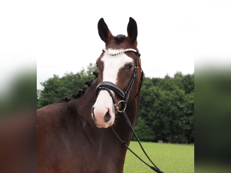 Oldenbourg Jument 2 Ans Bai brun in Bramsche