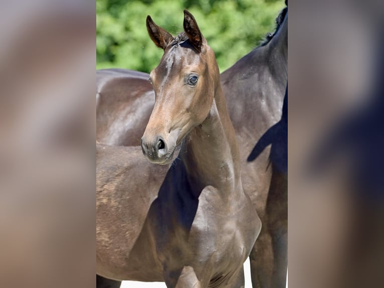 Oldenbourg Jument 2 Ans Bai brun foncé in Helferskirchen